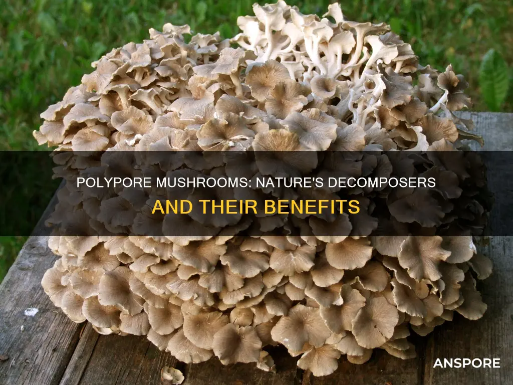 what is a polypore mushroom