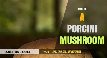 The Magic of Porcini Mushrooms