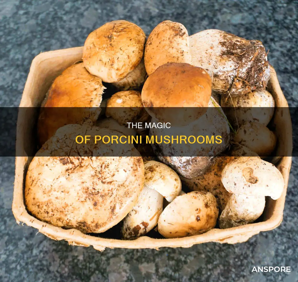 what is a porcini mushroom