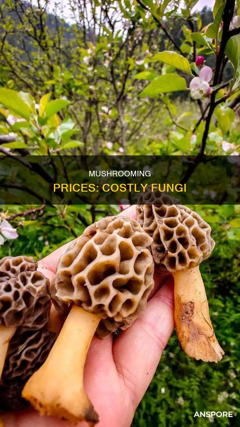 what is a pricey mushroom