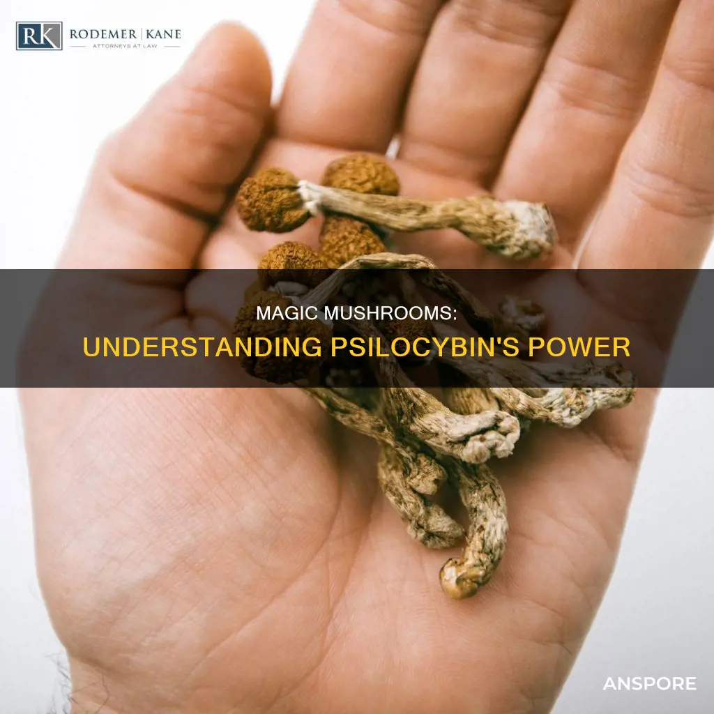 what is a psilocybin mushroom