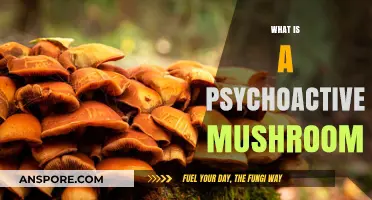 Magic Mushrooms: Understanding Psychoactive Fungi