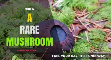 Mushroom Hunting: Uncommon Varieties and Where to Find Them