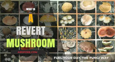 Mushroom Magic: Understanding the Power of Reverts