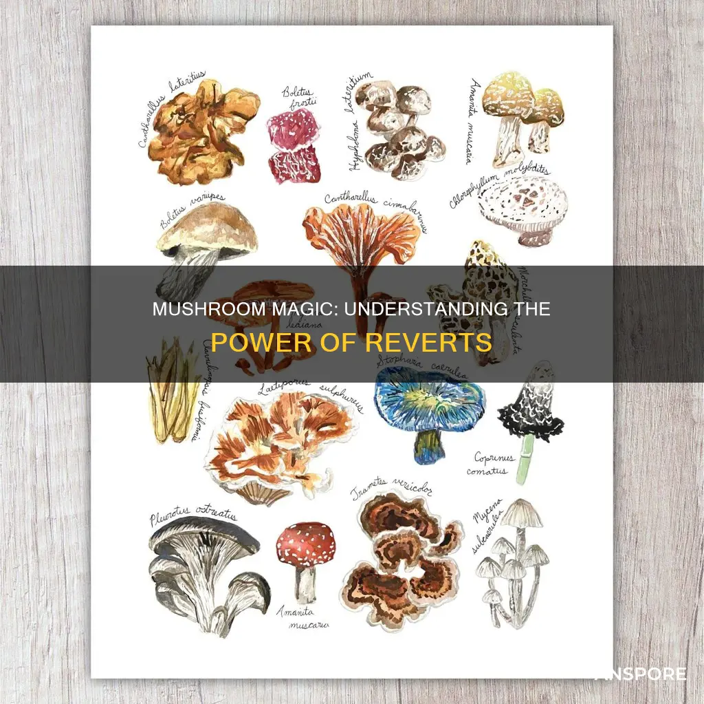 what is a revert mushroom