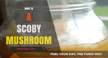 SCOBY Mushrooms: The Secret to Brewing Kombucha