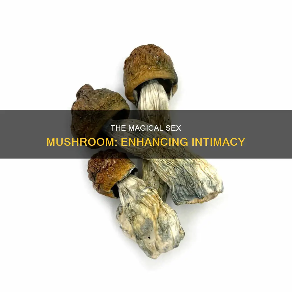 what is a sex mushroom