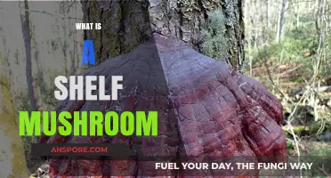 Mushroom Mystery: Shelf Mushrooms Explained