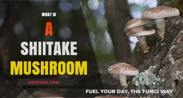 Shiitake Mushrooms: A Superfood Overview