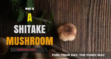 Shitake Mushrooms: A Superfood Unveiled