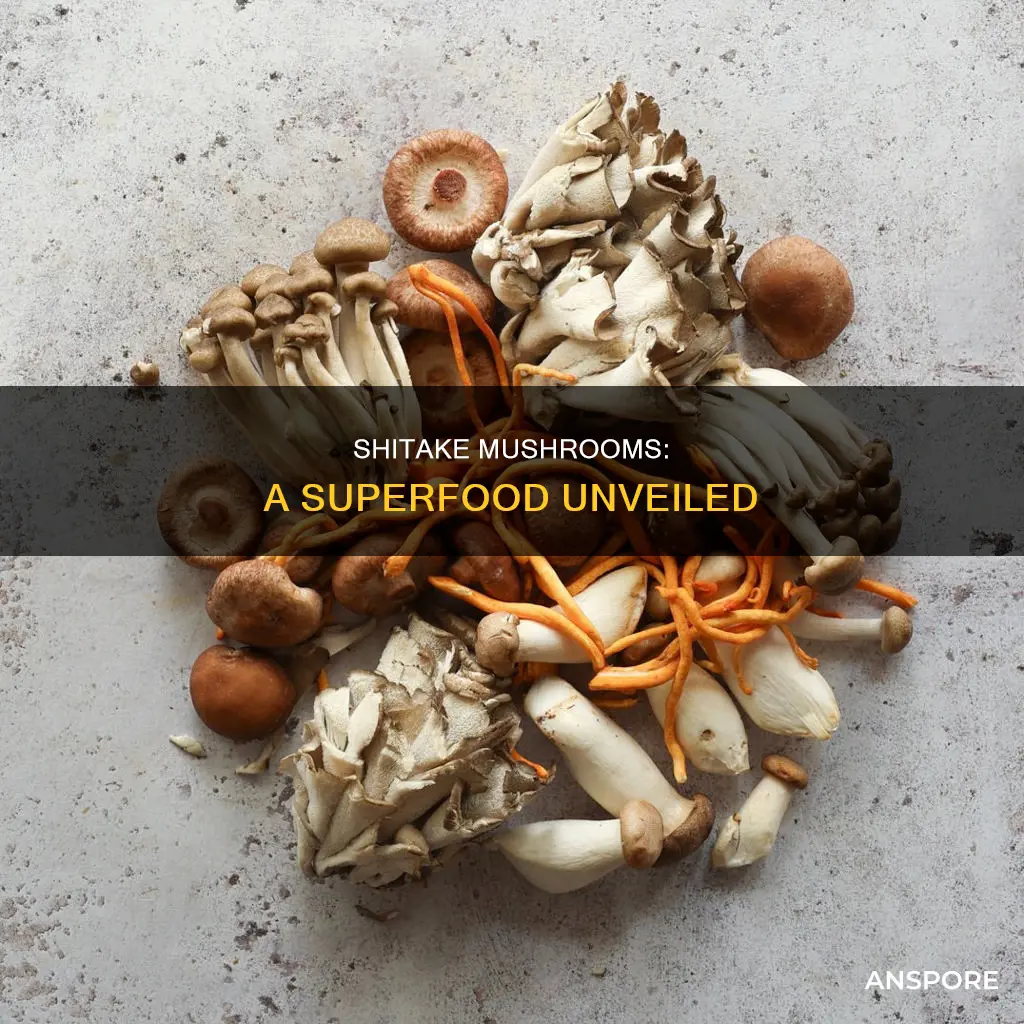 what is a shitake mushroom