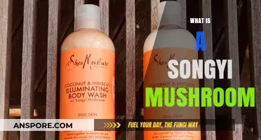 Songyi Mushrooms: Ancient, Medicinal, and Delicious