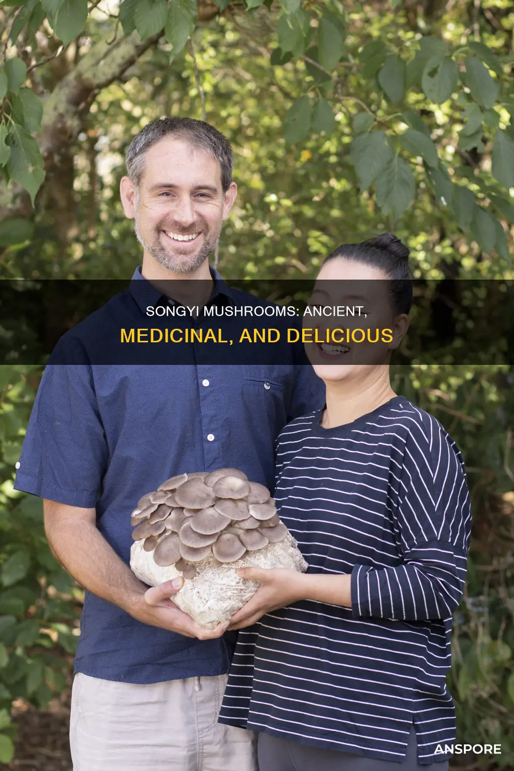 what is a songyi mushroom