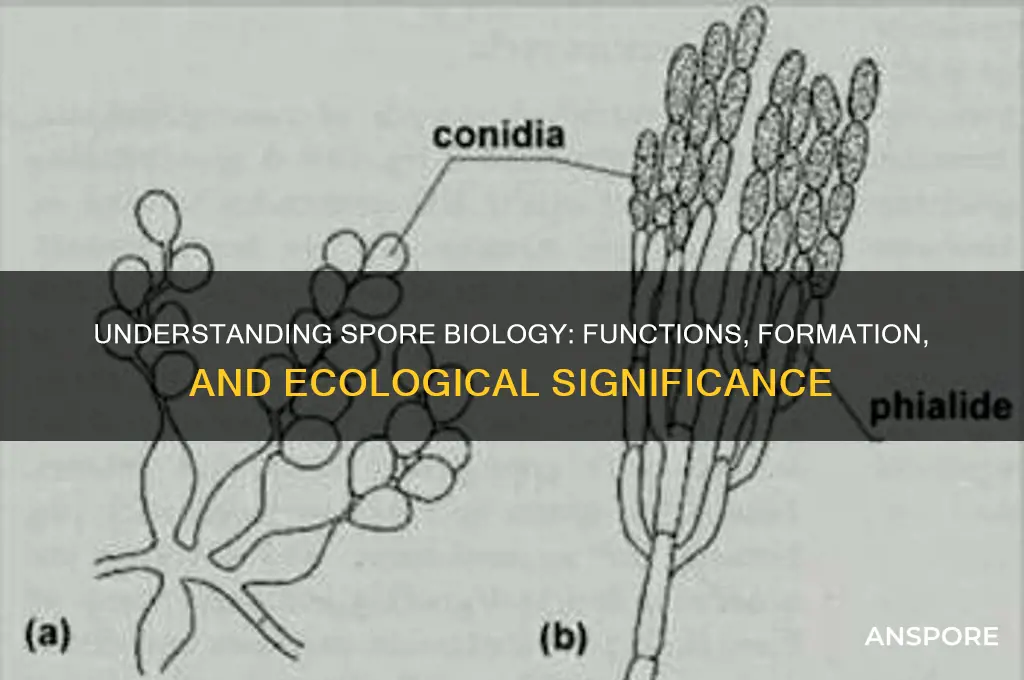 what is a spore biology