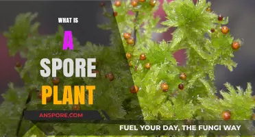 Understanding Spore Plants: A Beginner's Guide to Their Unique Life Cycle