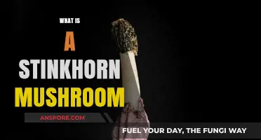 Stinkhorn Mushrooms: Nature's Stinky Delicacy