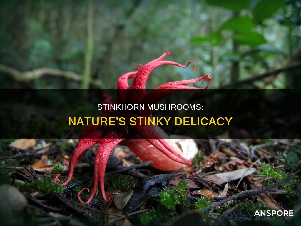 what is a stinkhorn mushroom