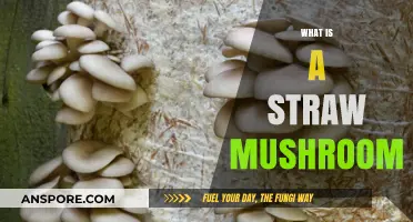 The Secret of Straw Mushrooms