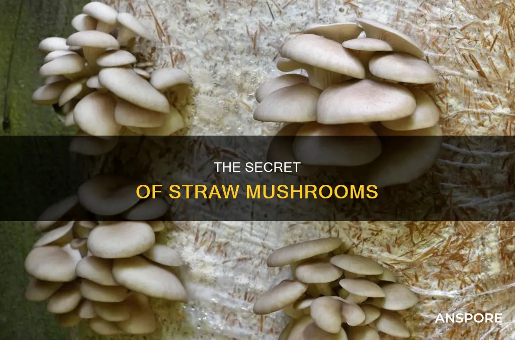 what is a straw mushroom