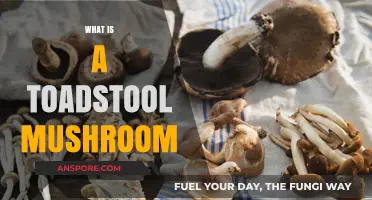 Toadstool Mushrooms: Nature's Toxic Fungi