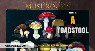 Toadstools: Nature's Fungi Friends or Foes?