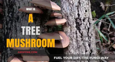 Mushroom Trees: Nature's Unique Wonder