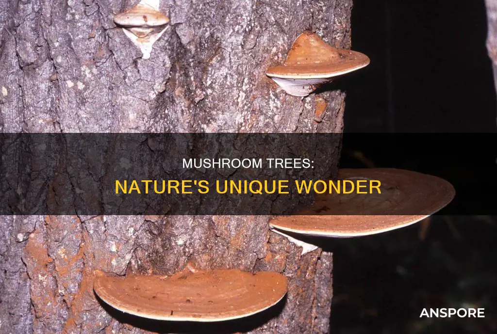 what is a tree mushroom