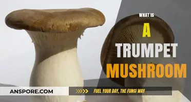 Explore the Trumpet Mushroom: A Tasty, Healthy Treat