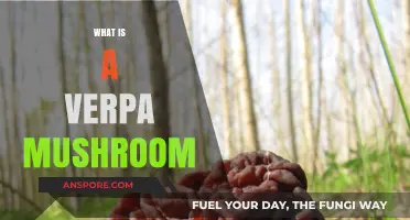 The Verpa Mushroom: A Springtime Treat