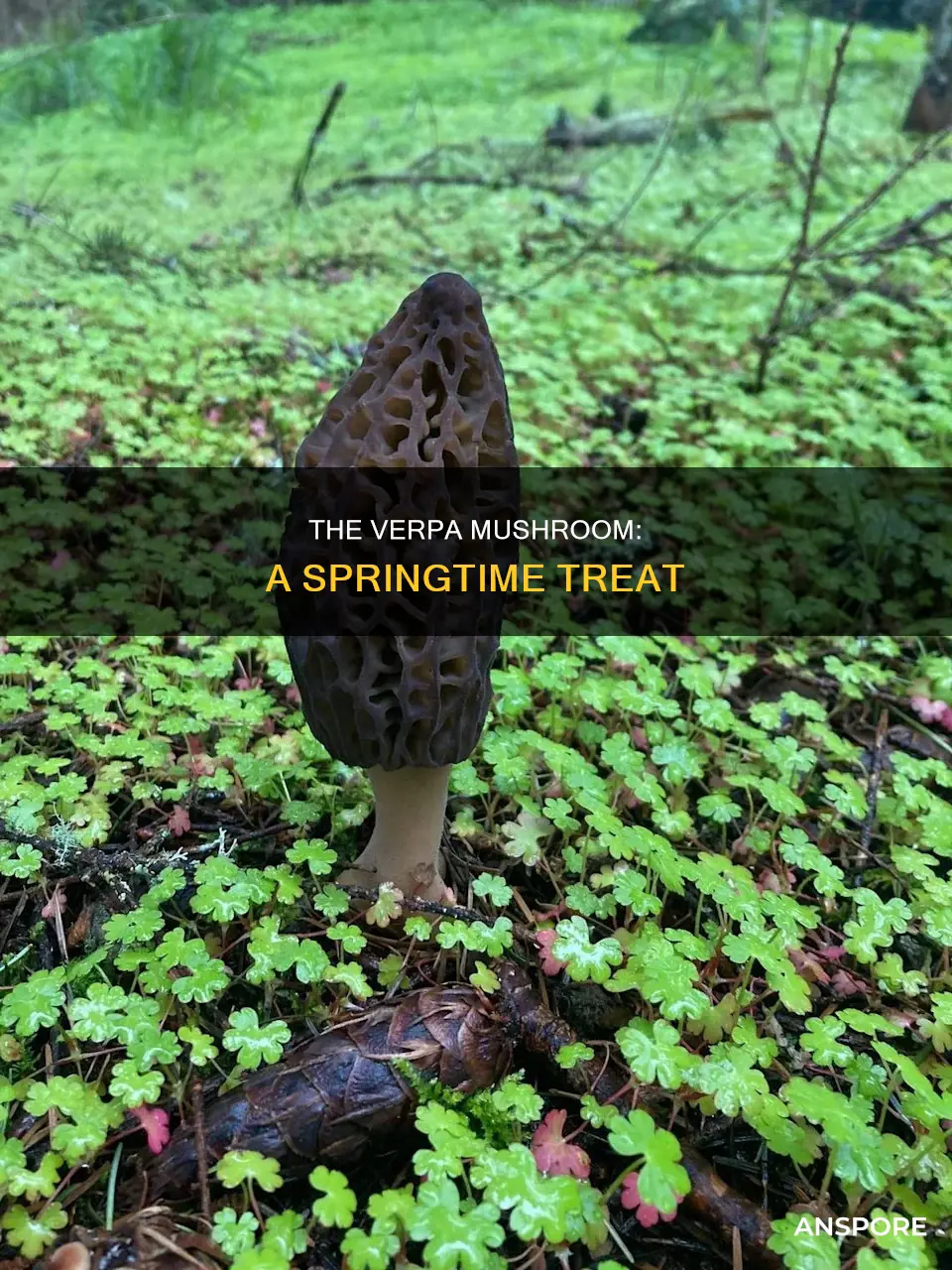 what is a verpa mushroom