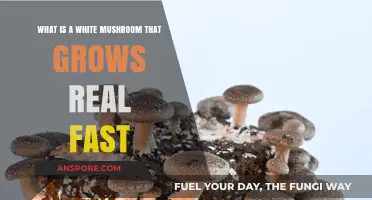 Fast-Growing White Mushrooms: Identifying and Understanding Their Rapid Growth