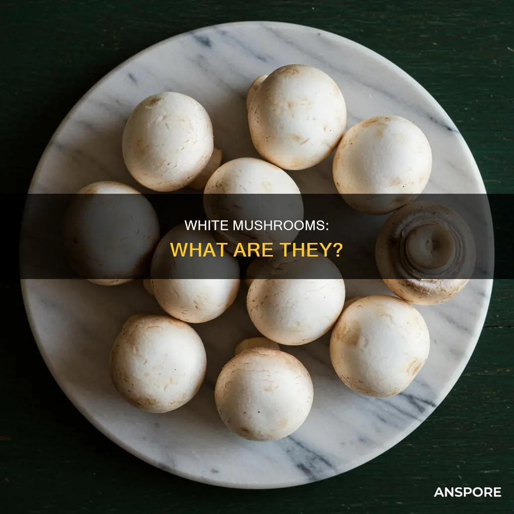 what is a white mushroom
