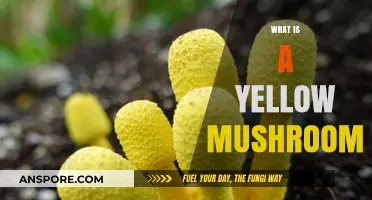 Mushroom Mystery: What's With Yellow Fungi?