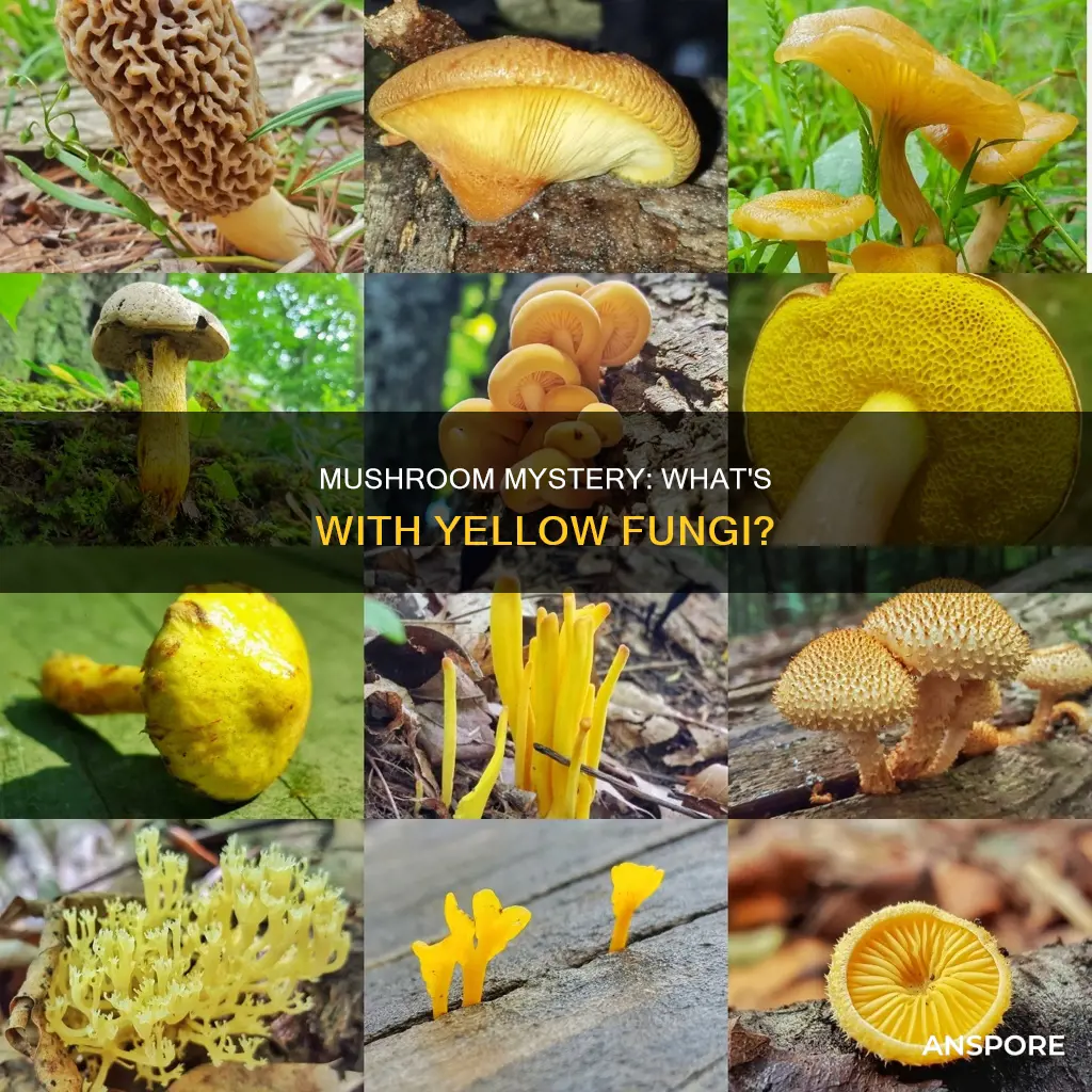 what is a yellow mushroom