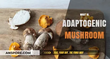 Mushroom Power: Unlocking Adaptogenic Benefits