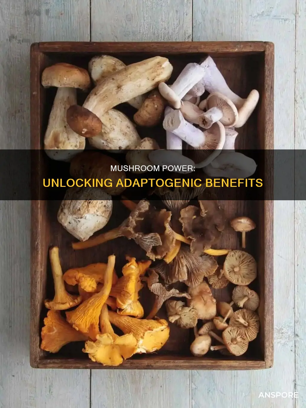 what is adaptogenic mushroom