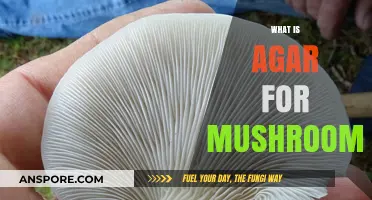 Mushroom Agar: What Is It and Why Use It?