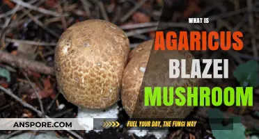 Agaricus Blazei: The Healing Mushroom