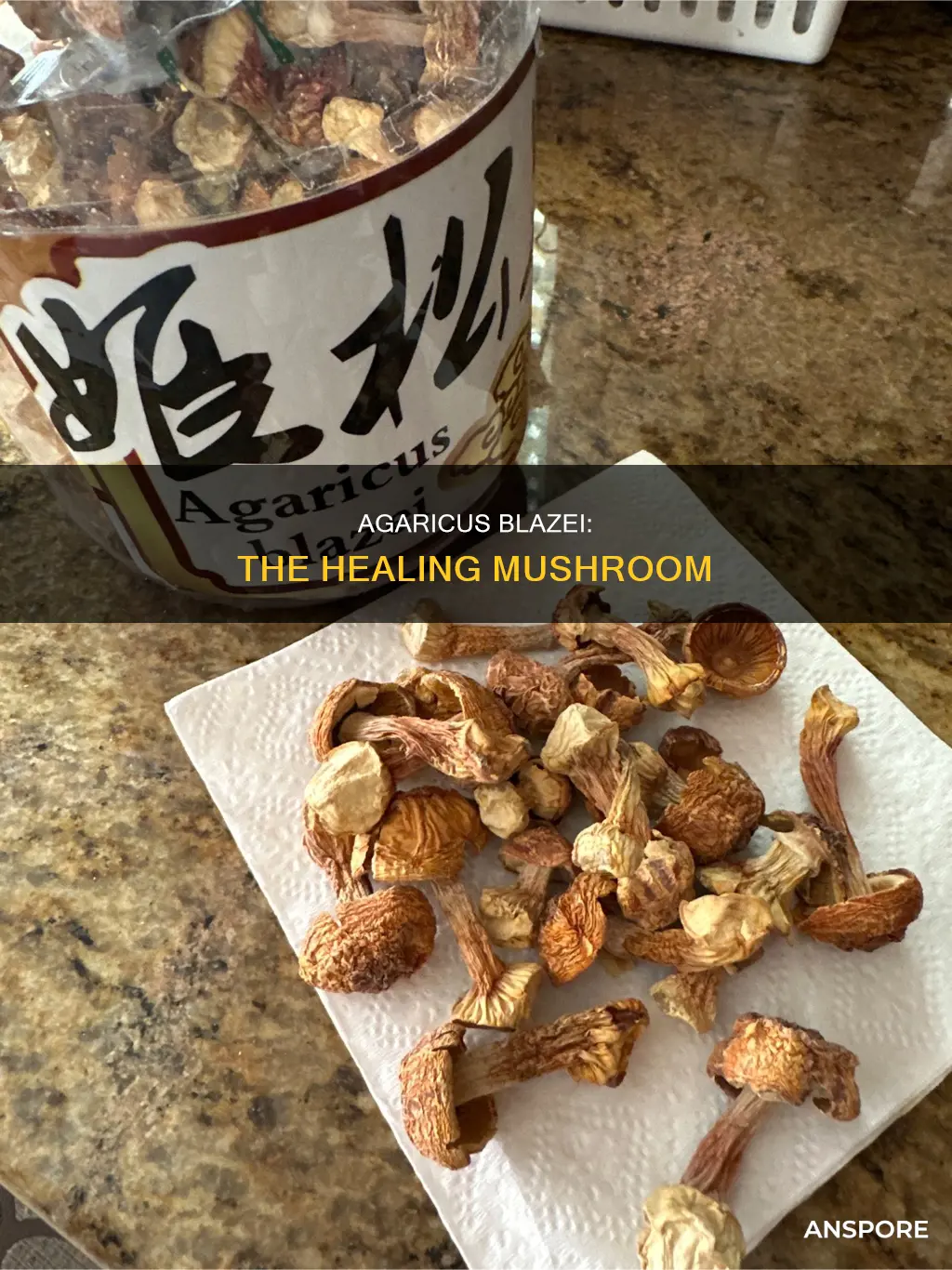 what is agaricus blazei mushroom