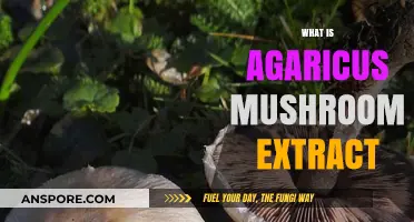 Agaricus Mushroom Extract: Nature's Superfood