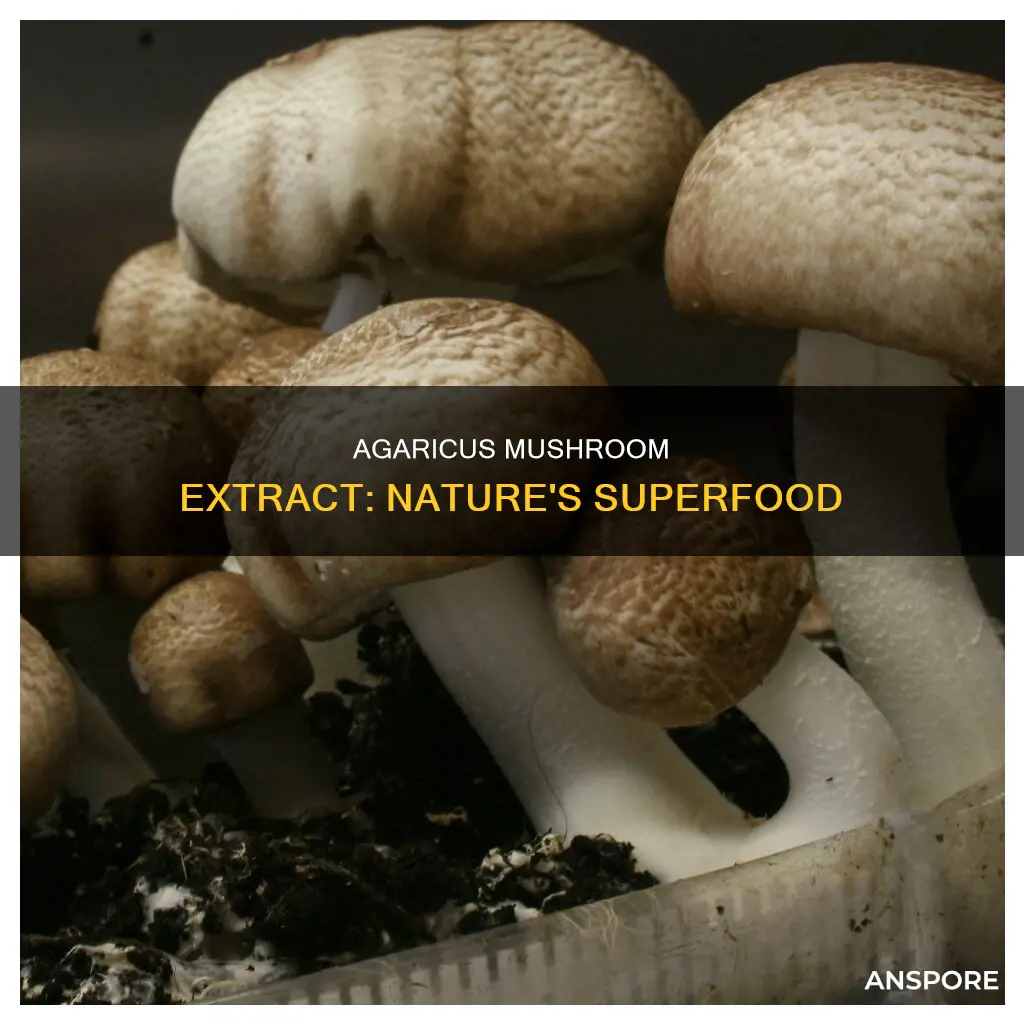 what is agaricus mushroom extract