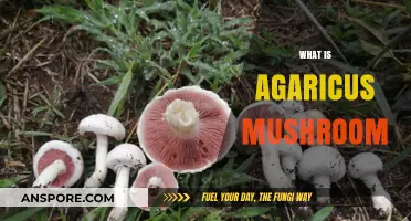 Agaricus Mushroom: Health Benefits and Uses
