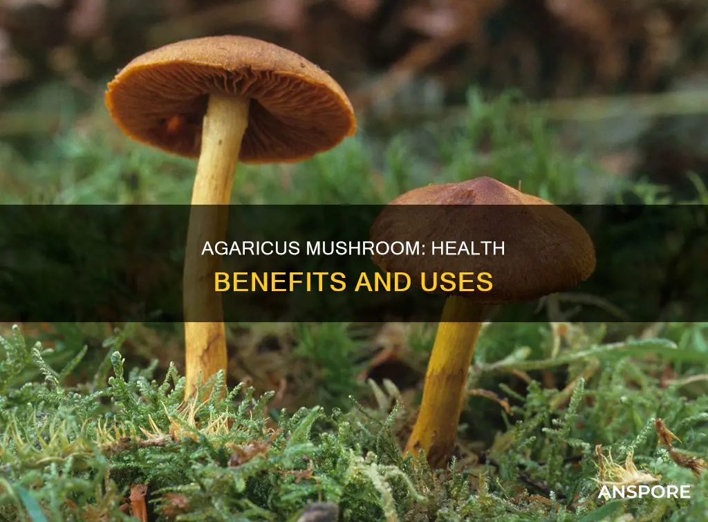 what is agaricus mushroom