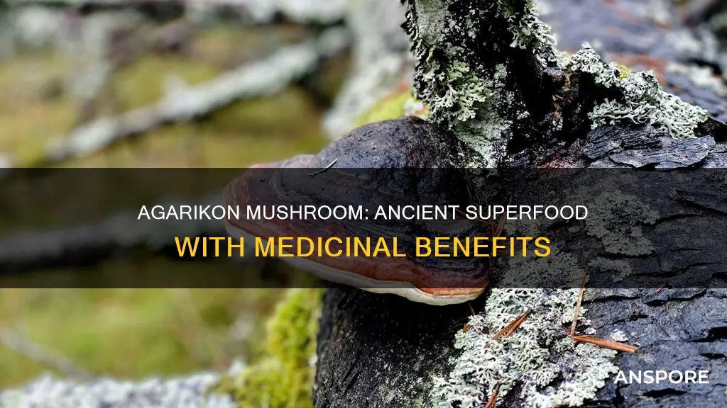 what is agarikon mushroom