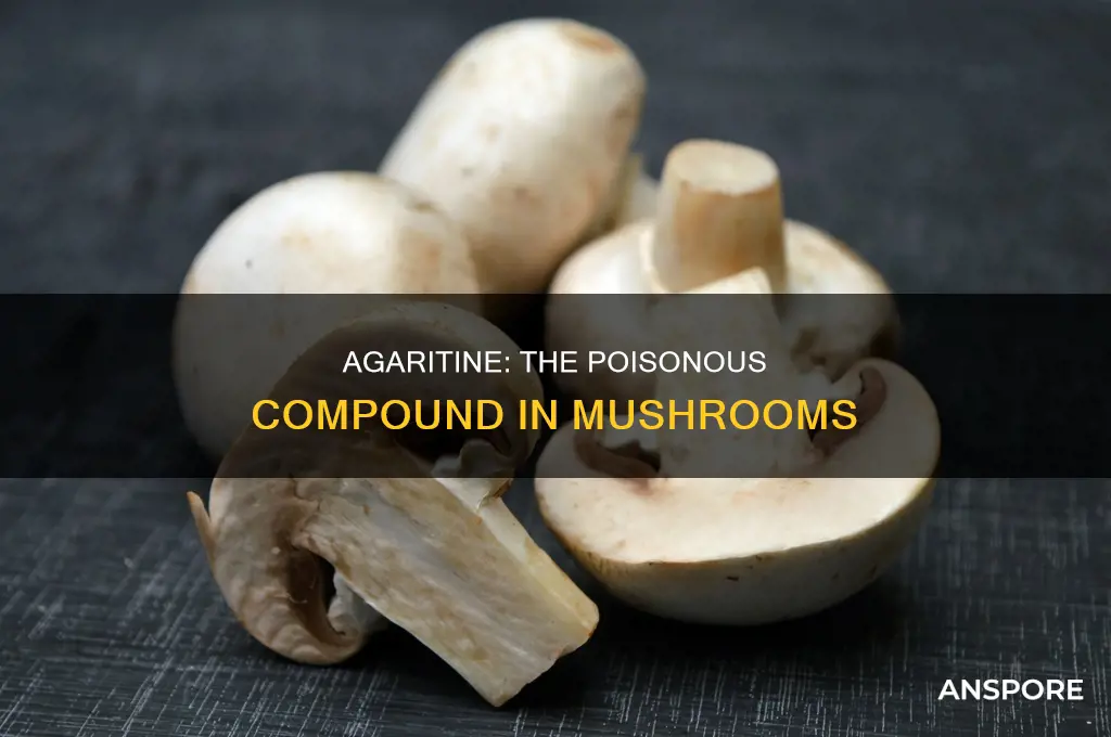 what is agaritine in mushrooms