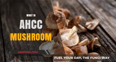 The AHCC Mushroom: Immune-Boosting Superfood
