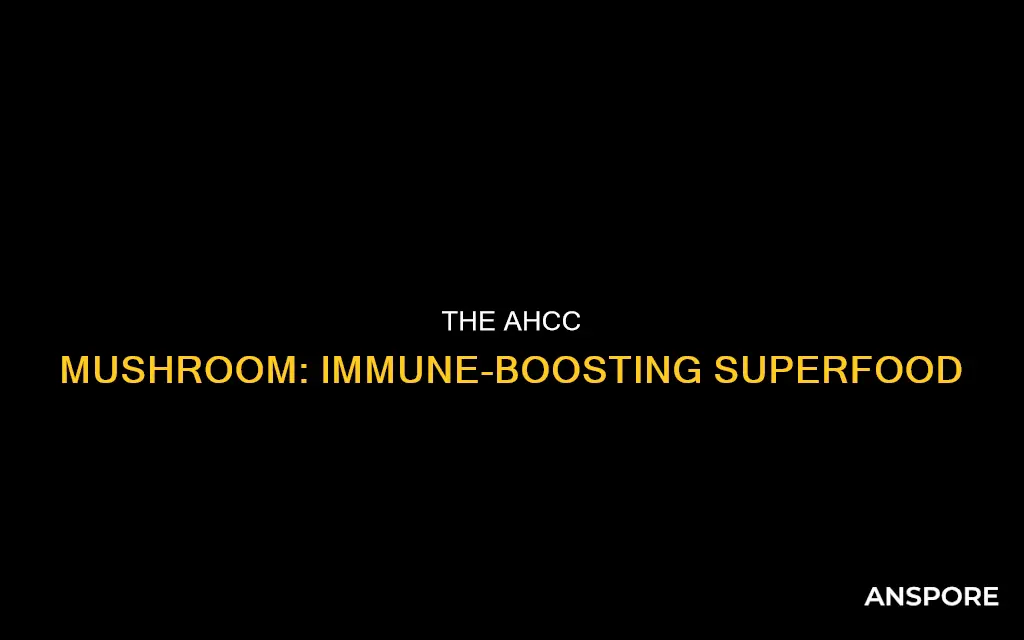what is ahcc mushroom
