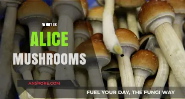 Magic Mushrooms: Alice and Her Wonderland