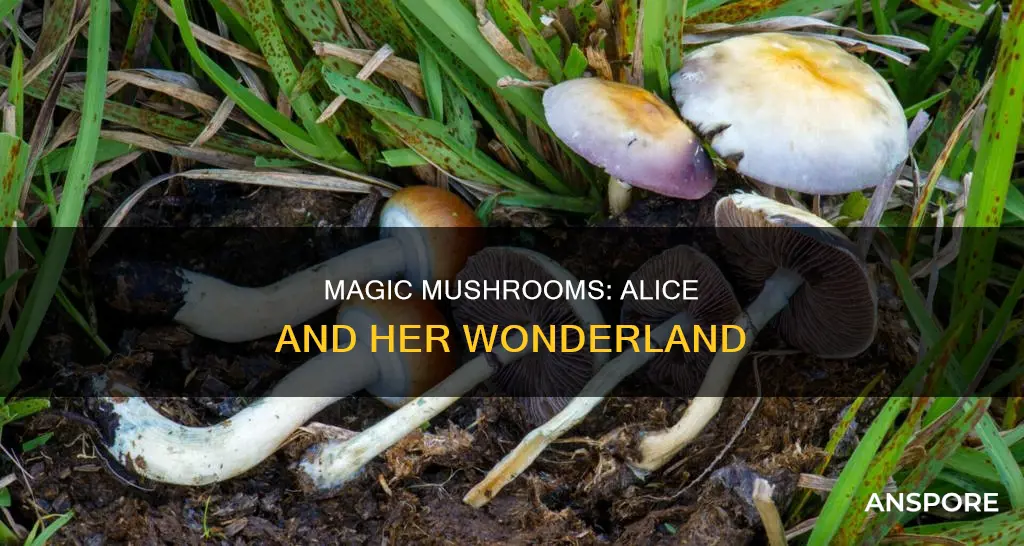 what is alice mushrooms