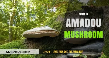 Amadou Mushroom: Nature's Fire-Starter